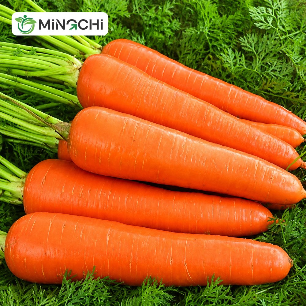 fresh carrot main fresh carrot main