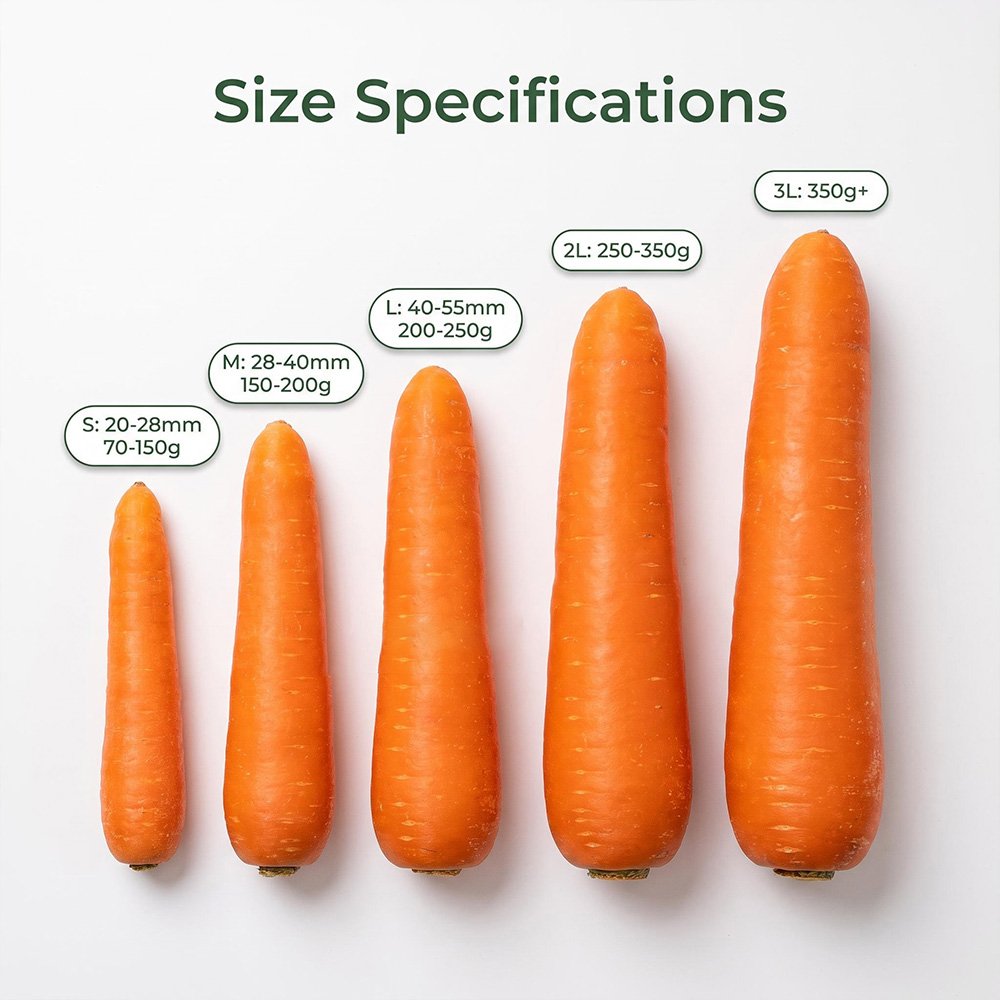 fresh carrot sizes fresh carrot sizes