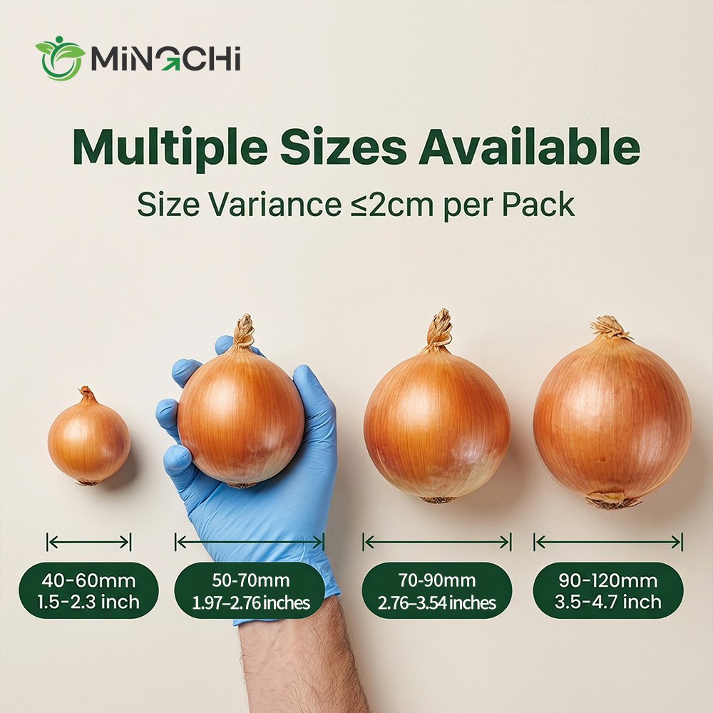 fresh onion sizes fresh onion sizes