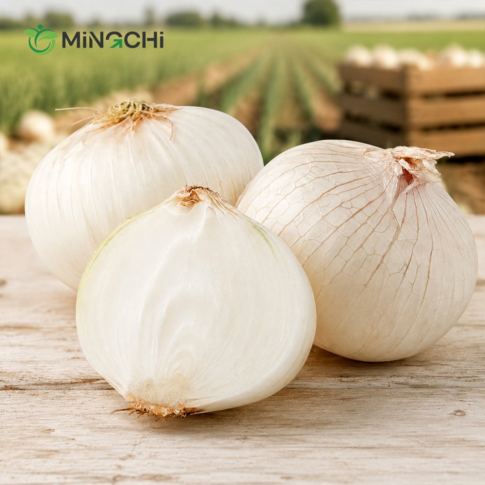fresh white onion fresh white onion